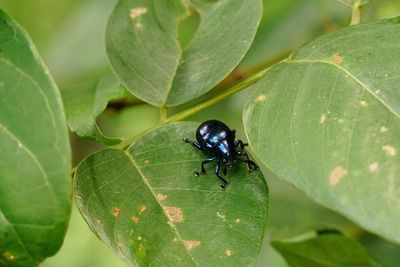 Close-up of fly on leaf