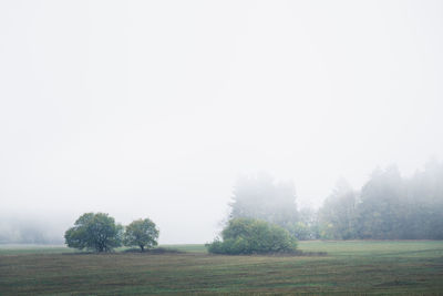 Trees on field against sky