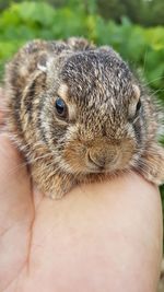Cropped hand with rabbit