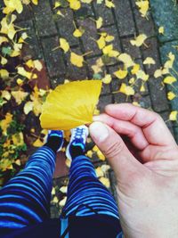 Low section of person holding yellow autumn leaves