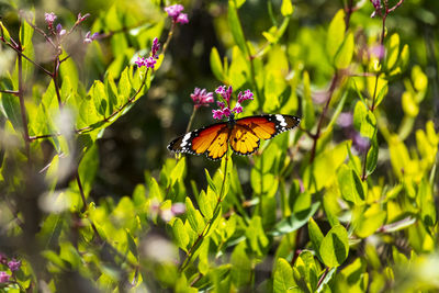 Butterfly on flower