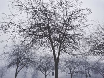 Low angle view of bare trees against sky