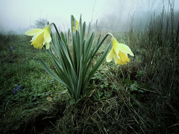 Close-up of yellow flowering plant on field