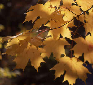 Close-up of leaves on tree