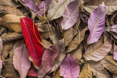 High angle view of dried autumn leaves