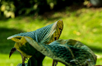 Close-up of butterfly on leaf