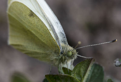 Close-up of butterfly on plant