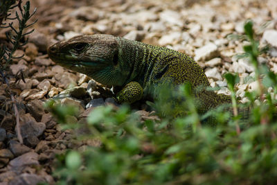 Close-up of lizard on field