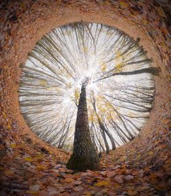 Close-up of tree trunk in forest