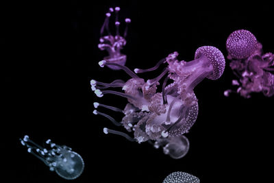 Close-up of jellyfish against black background