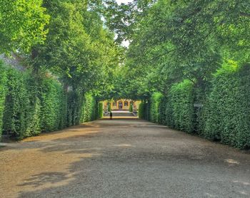 Road passing through forest