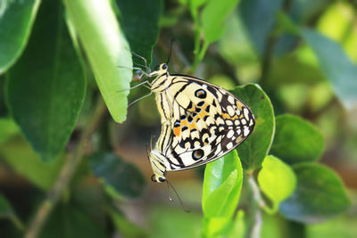 Close-up of butterfly on leaf