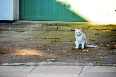 Portrait of cat sitting on footpath