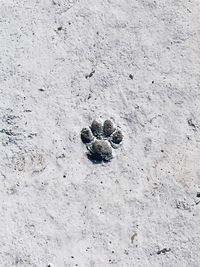 High angle view of crab on sand