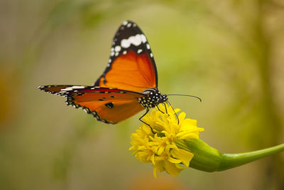 Close-up of butterfly pollinating on yellow flower