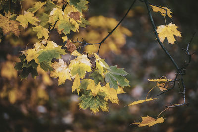 Close-up of yellow flowering plant