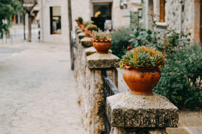 Close-up of potted plant against stone wall in yard