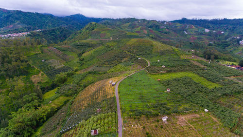 High angle view of vineyard against sky