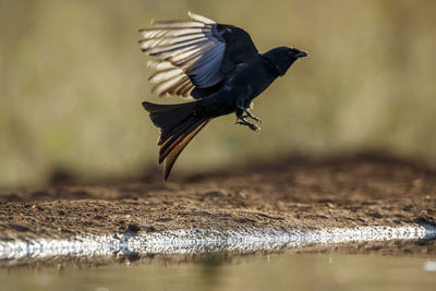 Close-up of bird