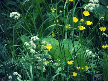 Yellow flowers blooming in field