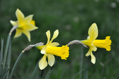 Close-up of yellow daffodil