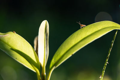 Close-up of insect on plant