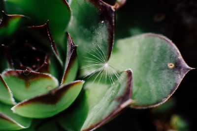 Close-up of plant