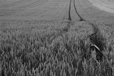 Wheat crop in field