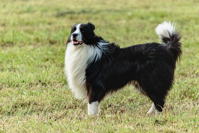 Dogs running on field