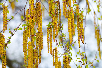 Hazel flowers