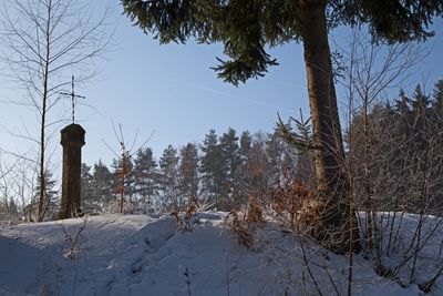 Trees on snow covered field against sky