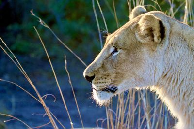 Close-up of a lioness looking away