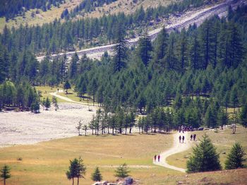 High angle view of trees on landscape