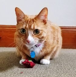 Portrait of cat sitting at home