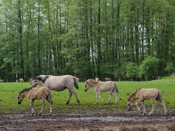 Horses in germany