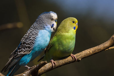 Close-up of parakeets perching on branch