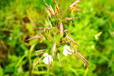 Close-up of fresh green plant