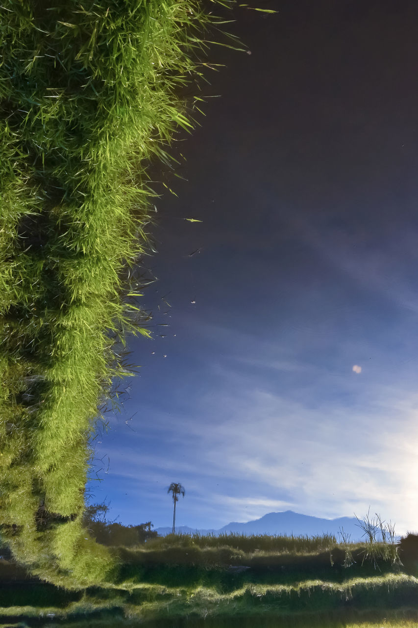 TREES ON FIELD AGAINST SKY