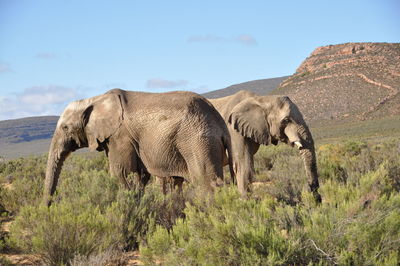 Elephants on landscape against sky