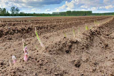 Scenic view of agricultural field against sky