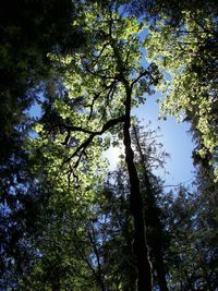 Low angle view of trees against sky