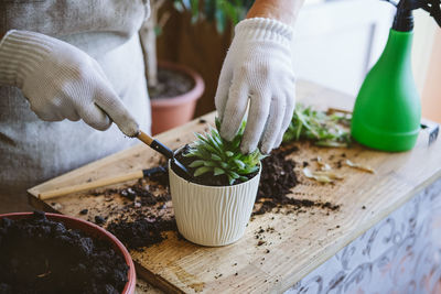 Home garden. how to transplant repot a succulent, propagating succulents. 