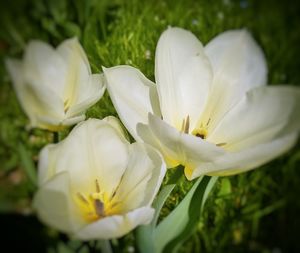 Close-up of white flower