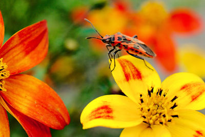 Close-up of insect on flower