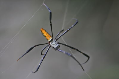 Close-up of spider on web