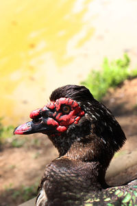 Close-up of black bird