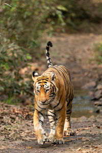 View of a tiger