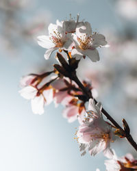 Close-up of white cherry blossom