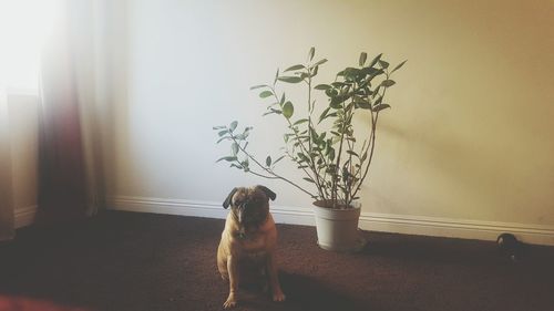 Pug sitting by potted plant on floor