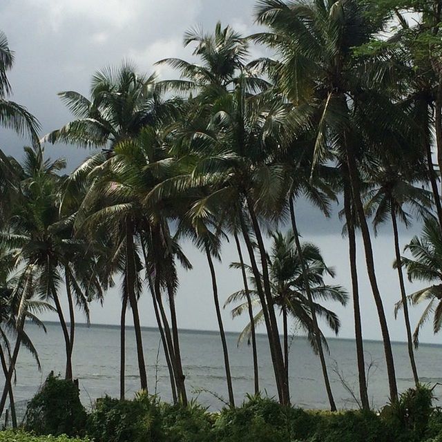 palm tree, tree, sea, water, sky, tranquility, growth, beach, tranquil scene, scenics, nature, beauty in nature, tree trunk, shore, branch, horizon over water, green color, cloud - sky, tropical climate, coconut palm tree